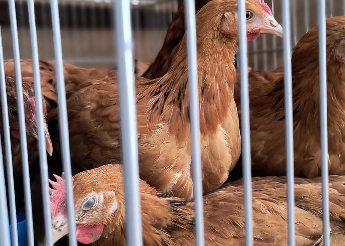 Grajewo ogłoszenia: Mam na sprzedaż kury nioski.