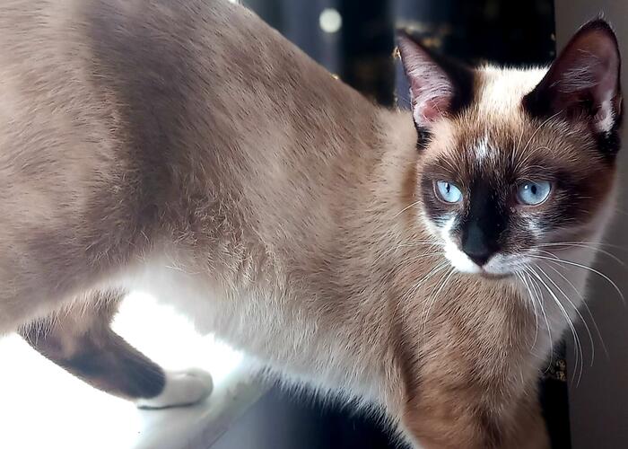 Grajewo ogłoszenia: Kotek 6msc szuka domu więcej pod numer telefonu